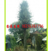 廣西桂林銀杏樹(shù)批發(fā)20-50公分3800元 量大優(yōu)惠貨源足供應(yīng)貴州銀杏
