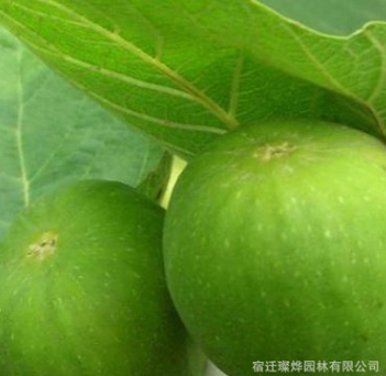 青皮無花果苗直銷 優質水果樹苗 青皮無花果樹苗 當年結果 新品種
