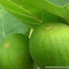 青皮無花果苗直銷 優質水果樹苗 青皮無花果樹苗 當年結果 新品種
