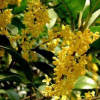 苗木直銷 桂花樹八月金桂丹桂 四季桂帶土球 價(jià)優(yōu)物廉 成活率高