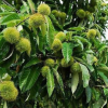 庭院種植板栗樹(shù)苗 兩年結(jié)果 大紅袍油栗苗 基地新品種果樹(shù)中苗