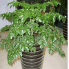 室內(nèi)小幸福樹(shù)平安樹(shù)植物客廳辦公室盆栽綠寶觀葉盆景幸福樹(shù)批發(fā)