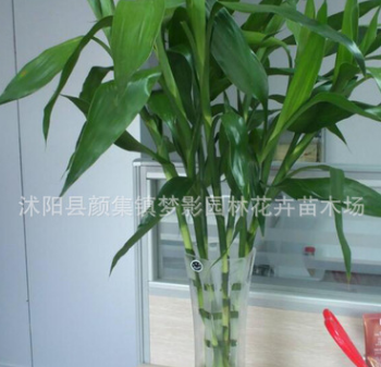 批發室內盆栽富貴竹 水培竹 長壽竹 富貴開運水培觀葉植物