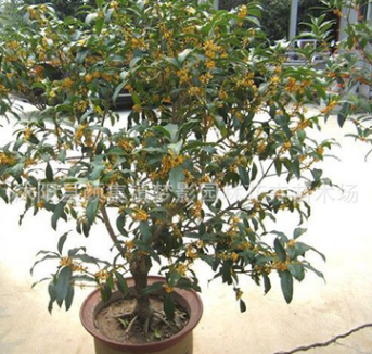 桂花樹苗批發(fā)庭院盆栽裝飾桂花樹貨源足 桂花樹 大型工程苗