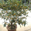 桂花樹苗批發(fā)庭院盆栽裝飾桂花樹貨源足 桂花樹 大型工程苗