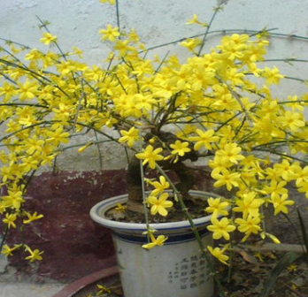 垂吊 迎春苗 迎春花苗盆景 庭院攀援花卉爬藤植物 可盆栽當(dāng)年開(kāi)花 舉報(bào)