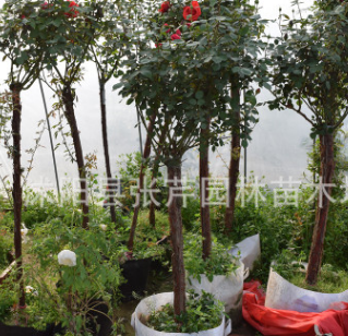 樹狀月季花苗月季花苗多種花色樹樁大花品種樹狀月季花樹苗