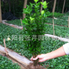 大量供應冬青樹苗 冬青小苗 冬青苗 四季常青綠化苗木