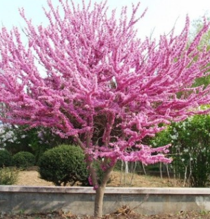 四季庭院綠化苗木 滿條紅紫荊樹苗 紫荊花樹苗 庭院綠化地被植物