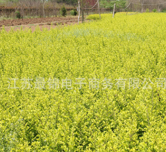女貞小苗批發(fā)工程綠化金葉女貞小苗 規(guī)格齊全金葉女貞苗色塊苗