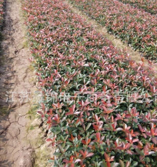 色塊綠化苗石楠小苗 優質紅葉石楠苗 規格齊全 紅葉石楠工程綠化