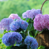 無盡夏繡球 藍紫色大花球 花期超長 八仙花 庭院花園植物耐陰花卉