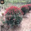 湖南基地批發(fā) 冠幅80 100 120cm紅葉石楠球樹苗 湖南最新球類價(jià)格