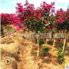 基地直銷紫薇花卉苗木 紅花紫薇苗 園林工程苗獨桿落葉喬木