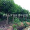 湖南基地直銷胸徑15 18 20 22 優質骨架香樟 切桿香樟 價格優惠