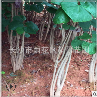 湖南基地批發(fā)綠化苗 叢生紫荊 滿條紅 工程 紫荊樹苗價格