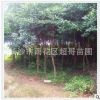 優價處理一批行道杜英樹苗胸徑5 6 7 庭院庭蔭 工程綠化防護樹