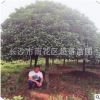 湖南桂花樹直銷 八月桂 四季桂 丹桂精品庭院園林工程綠化喬木