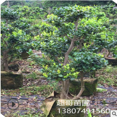 基地直銷綠化景觀苗木造型無刺枸骨樹樁 別墅、屋頂花園綠植首選