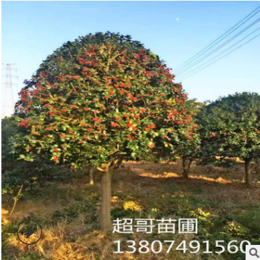 無刺枸骨樹 造型無刺枸骨 獨(dú)桿無刺枸骨 基地直銷胸徑10-15公分