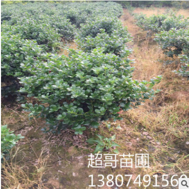 湖南長沙無刺枸骨球 常綠灌木 園林綠化地被枸骨樹苗2018最新價(jià)格
