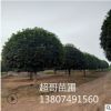 超哥苗圃 供應(yīng)優(yōu)質(zhì)八月桂花樹胸徑15cm 規(guī)格齊全 全國各地供應(yīng)