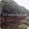 基地直銷園林常綠苗木月月桂、八月桂、紅花丹桂樹苗 規(guī)格齊全