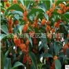 湖南苗圃常綠灌木優(yōu)質(zhì)紅花丹桂綠籬苗高80-150cm丹桂苗批