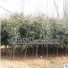 批發紅葉石楠工程球苗 高桿紅葉石楠 大小規格齊全 蓬徑15-30