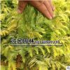 批發水杉樹苗 水杉小苗 正宗金葉水杉基地直銷量大優惠 價格從優