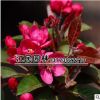 批發庭院觀花植物小苗 北美海棠小苗 園林綠化植物 量大優惠