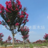 速生百日紅紫薇樹(shù) 紅火箭 紅花紫薇 綠化樹(shù)木批發(fā)