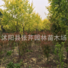供應(yīng)綠化苗木 喬木 彩色樹(shù)種 彩葉樹(shù)木 耐寒品種 中華金葉榆