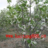 供應(yīng)八棱海棠樹、綠化植物、公路邊坡綠化