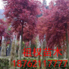 基地大量出售優質紅楓樹苗 美國紅楓日本紅楓 品種純正 量大優惠