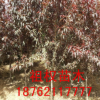 常年供應綠化花灌木 碧桃樹苗 優質碧桃觀賞風景樹苗 量大優惠