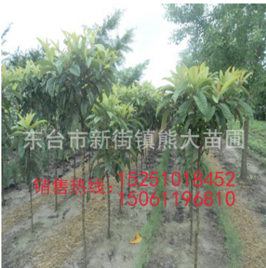 專業種植大五星枇杷樹 白沙大果型 南北種植 基地批發