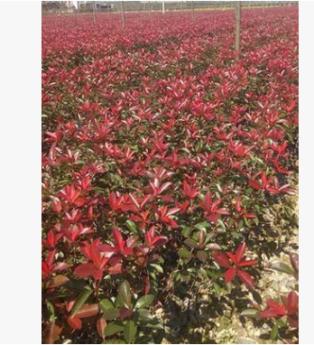 基地直批發紅葉石楠 工程苗木 容器苗 品種優良保證