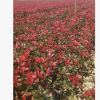 基地直批發紅葉石楠 工程苗木 容器苗 品種優良保證