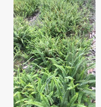 大量出售優質綠化苗木 大量水生植物再力花 再力花