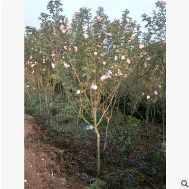 櫻花
