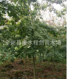 產(chǎn)地直銷貴州大量供應青楓 五角楓 廣西桂林青楓小苗批發(fā)