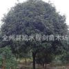 廣西桂花樹 桂林桂花樹低分枝 貴州八月桂花樹批發(fā) 下單后起苗