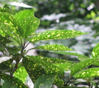 廠家批發(fā)桃葉珊瑚景觀綠化觀葉植物 園林工程桃葉珊瑚花卉苗木