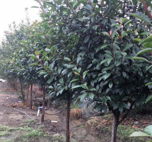 綠化工程紅葉石楠樹 基地優(yōu)質(zhì)高桿紅葉石楠 綠化樹 紅葉石楠籬笆