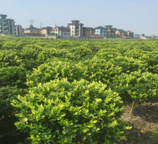優(yōu)質(zhì)金森女貞球 基地直銷園林綠化植物女貞球 各種規(guī)格量大優(yōu)惠
