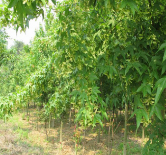基地供應(yīng)工程綠化雞爪槭苗 園林綠化行道樹苗 雞爪槭小苗花卉綠植