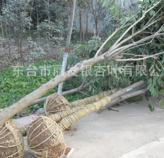 供應綠化苗木 大葉女貞苗 大葉女貞球 高桿女貞樹
