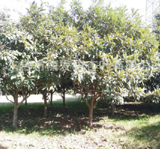 廠家直銷批發大量銷售　枇杷樹 果樹綠化苗木園林苗圃