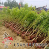 基地黃金槐樹批發(fā) 園林工程綠化苗木 小區(qū)行道樹木 高嫁黃金槐